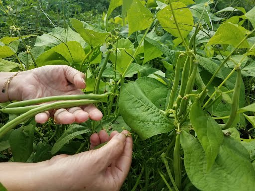 FRESH (Unpackaged) Green Beans: Chemical-free, A Fresh and Flavorful Summer Favorite! 