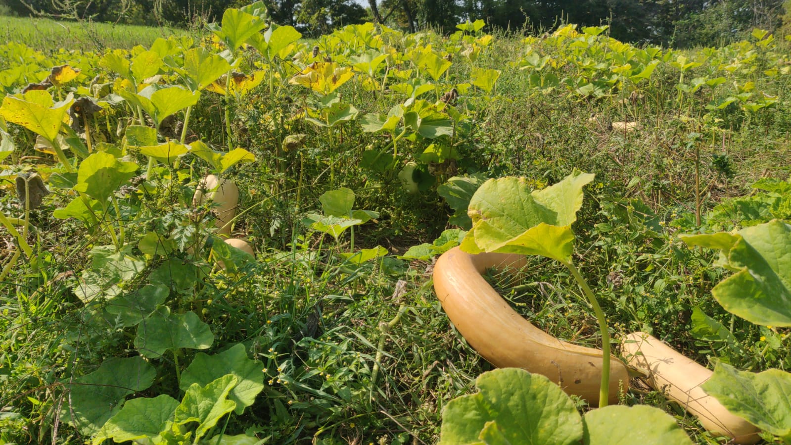 "Crook" Neck Squash