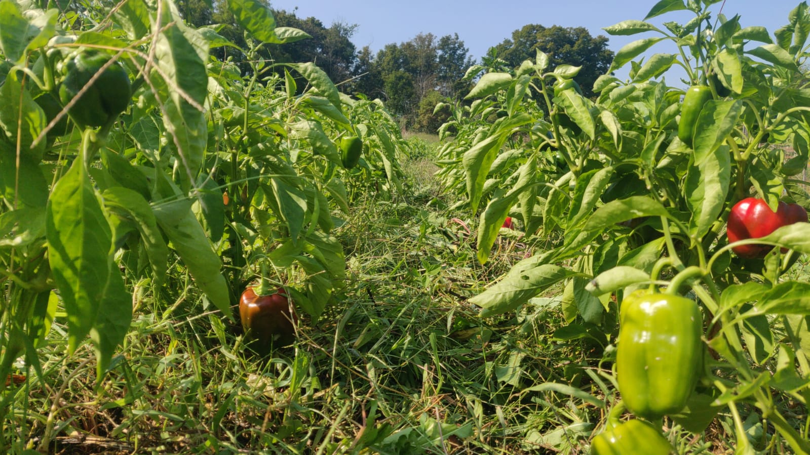 Fields of Red, Green and Yellow Peppers: Snackin', and HOT Jalapeno