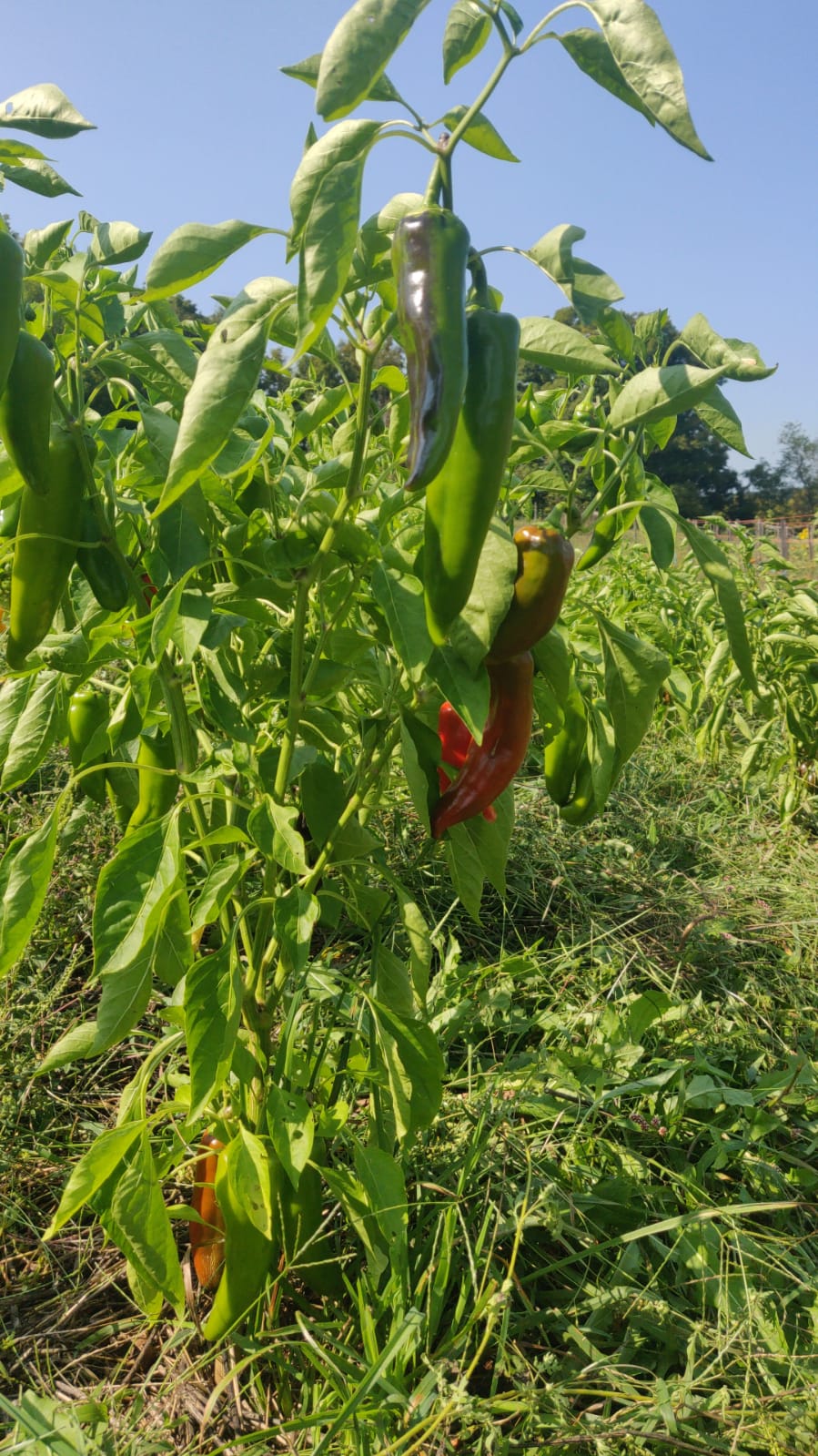 Peppers (Capsicum): Chemical-free, A Powerful Source of Vitamins