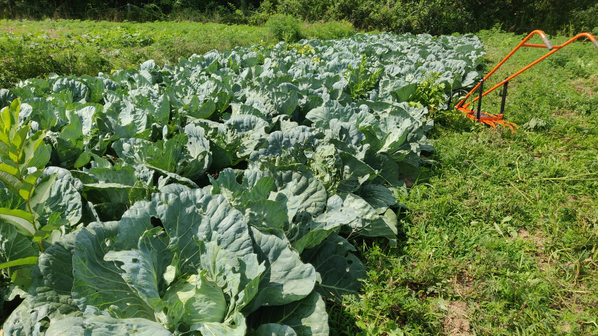 Green Cabbage: Chemical-free with Anticancer Compounds -