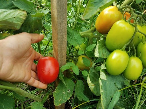 Tomatoes: Chemical-free, Vine & Sun Ripened