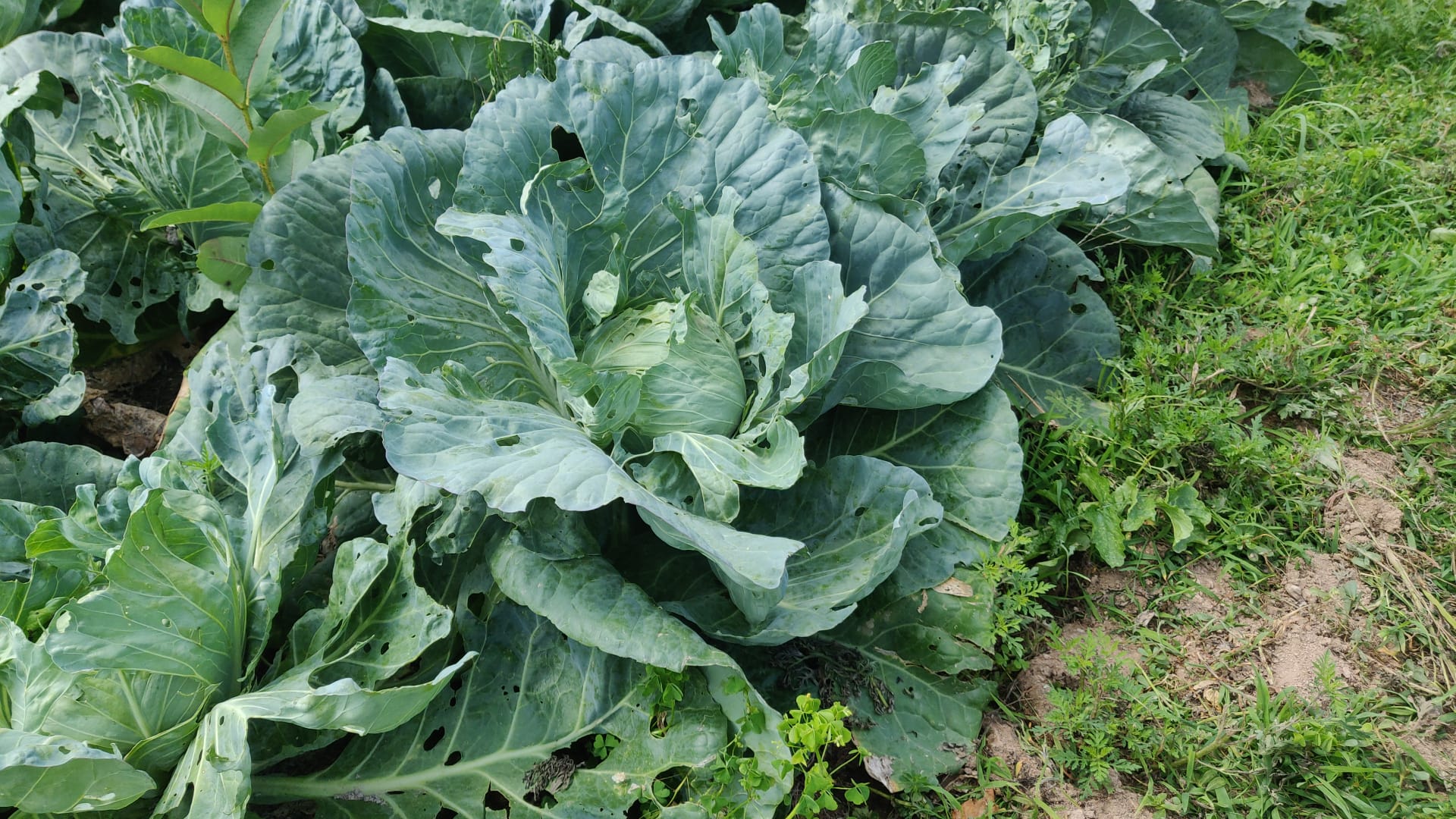Green Cabbage: Chemical-free with Anticancer Compounds -