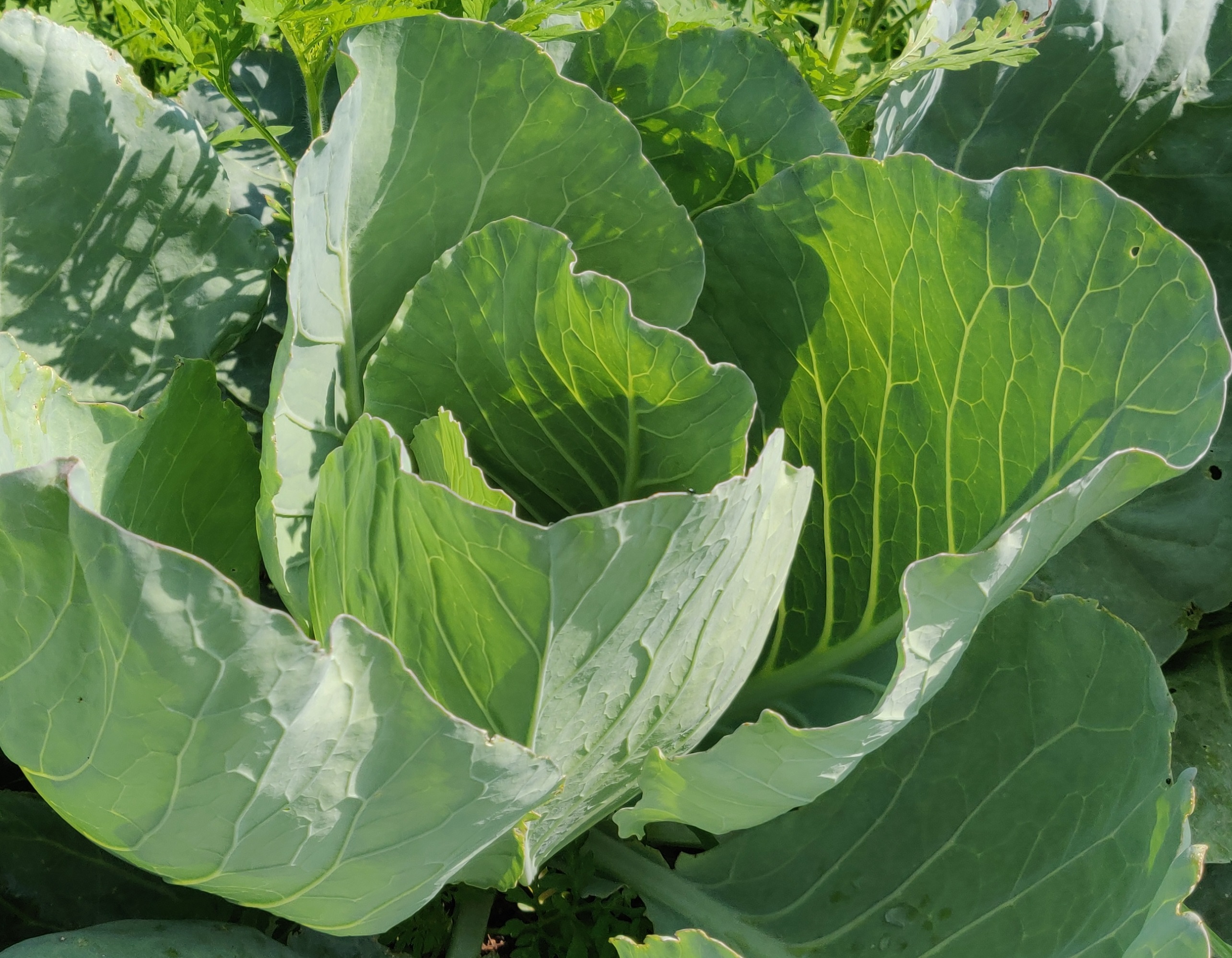 Green Cabbage: Chemical-free with Anticancer Compounds -