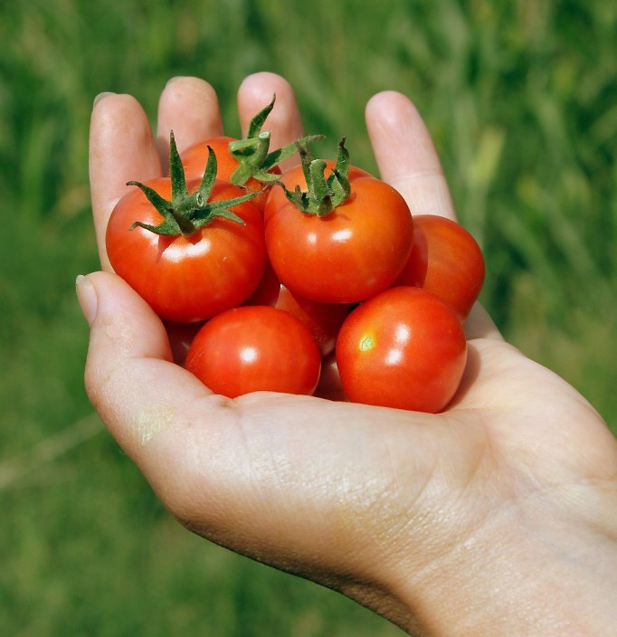 Cherry or Grape Tomatoes: Chemical-free, Vine and Sun Ripened, Hand-picked Fresh and Local.