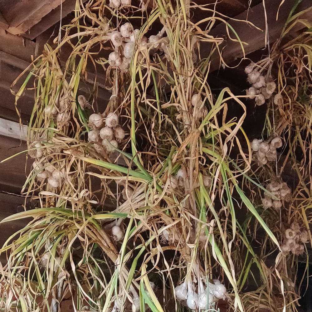Chemical-Free Garlic Grown Without Plastic Film: A Potent Blood Modifier and Antibacterial Agent