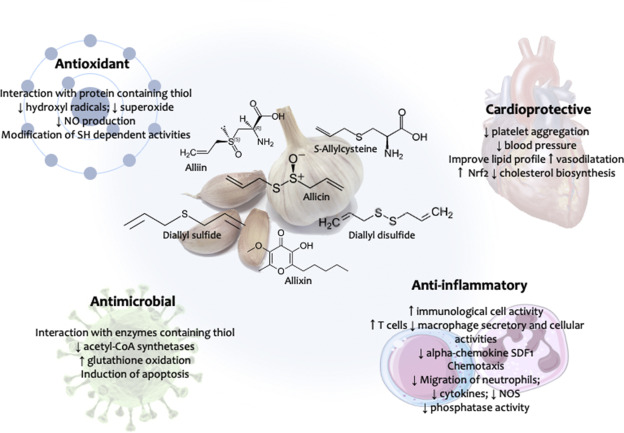 Chemical-Free Garlic Grown Without Plastic Film: A Potent Blood Modifier and Antibacterial Agent