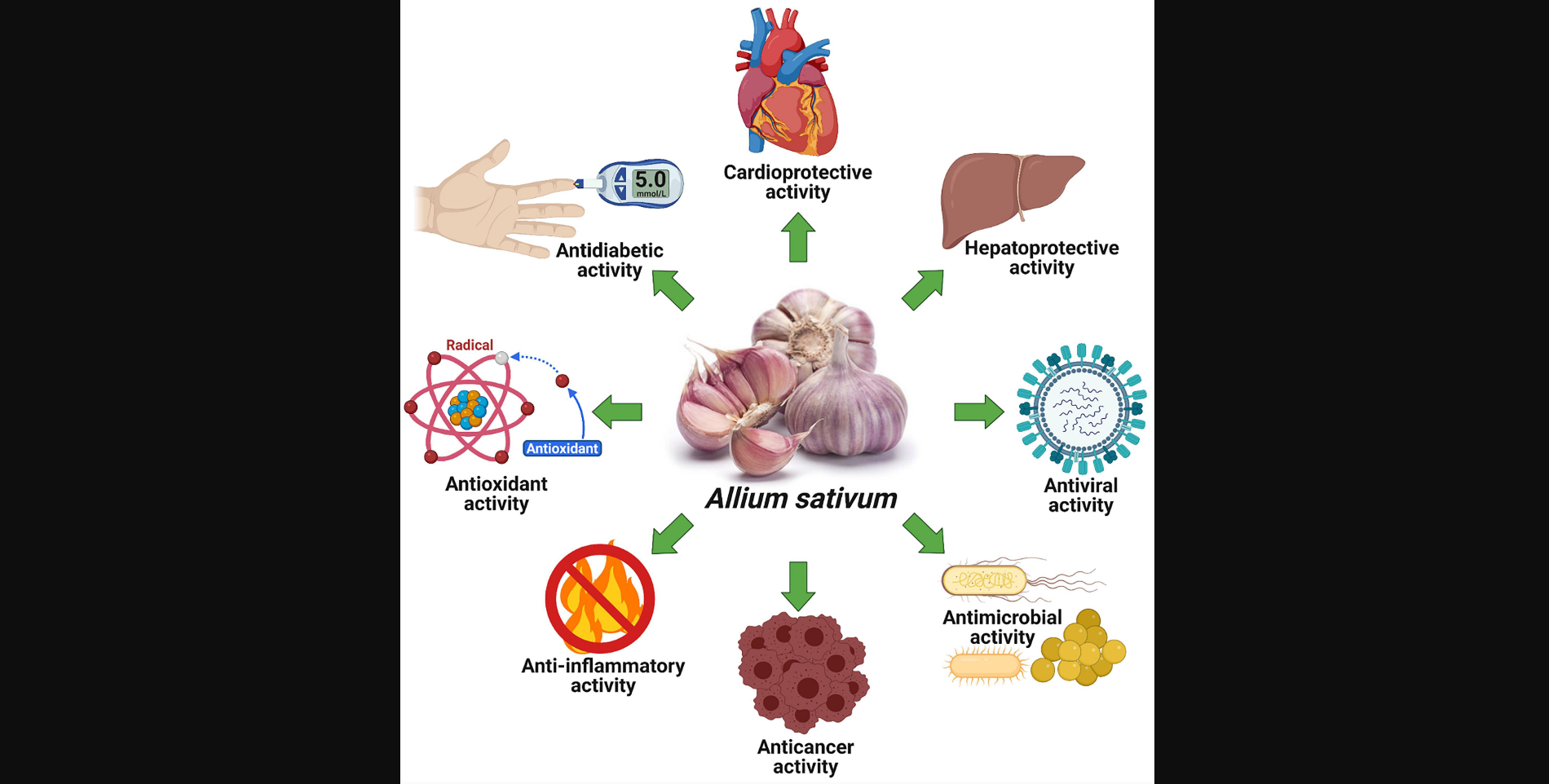 Chemical-Free Garlic Grown Without Plastic Film: A Potent Blood Modifier and Antibacterial Agent