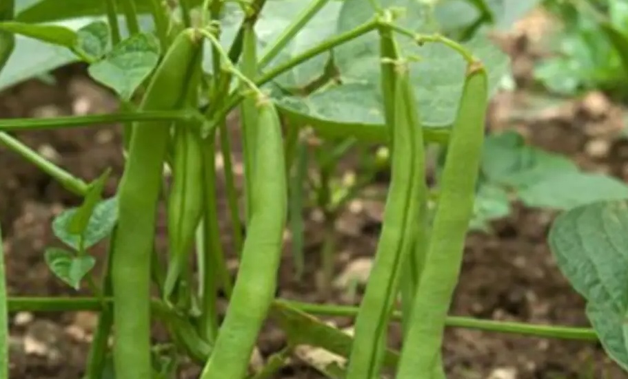 FRESH (Unpackaged) Green Beans: Chemical-free, A Fresh and Flavorful Summer Favorite! 