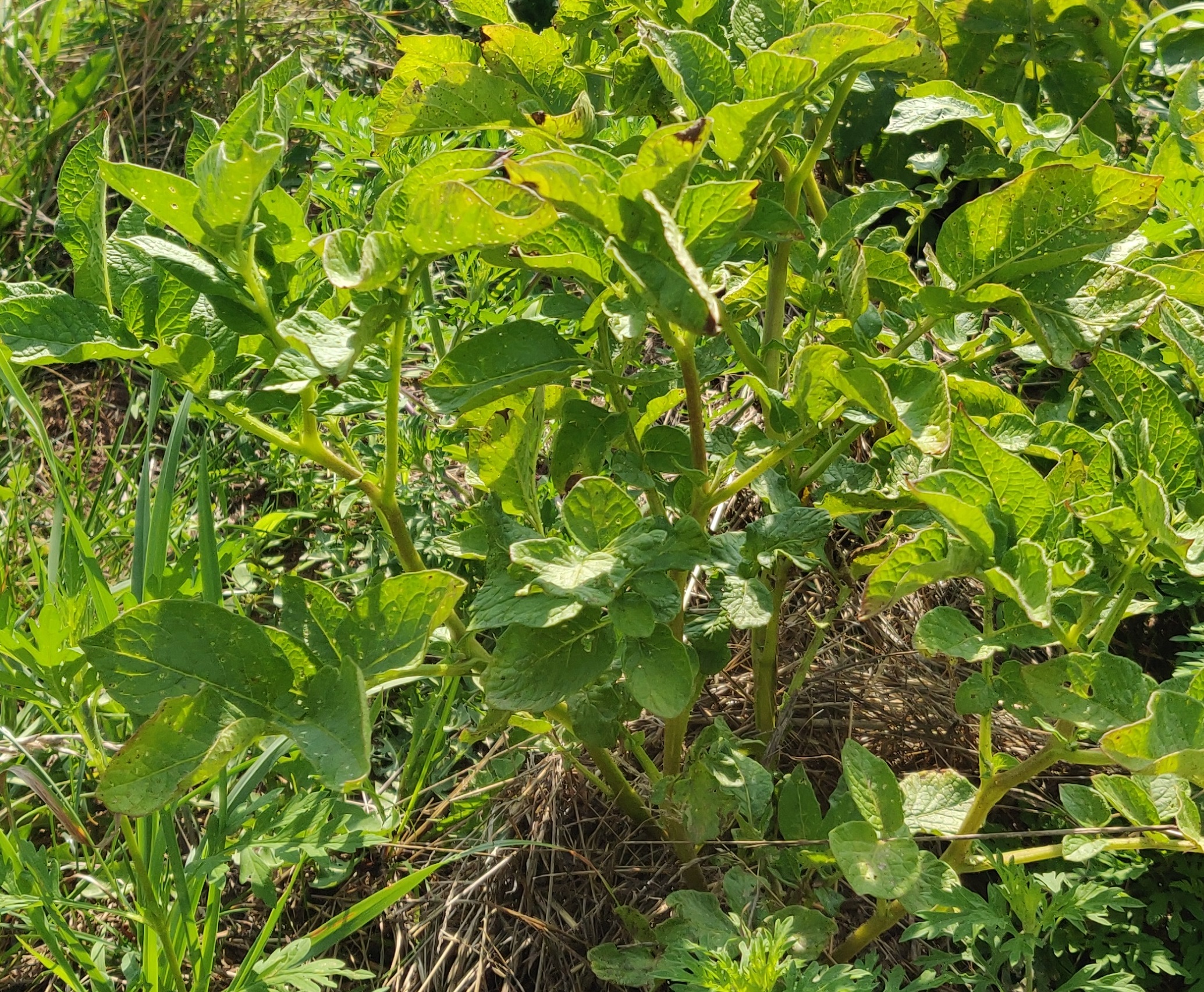 Potatoes: Chemical-free, Low-Cost Superfood packed with Vitamins!